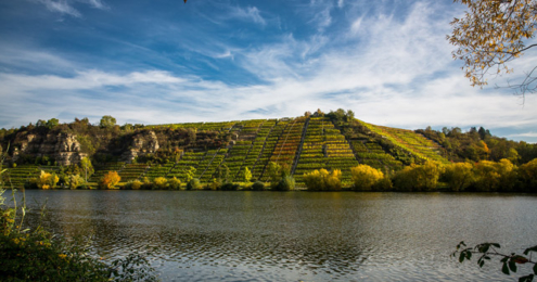 Lauffener Weingärtner Weinberg