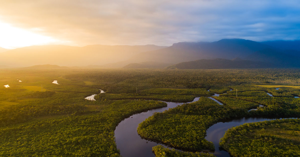 Sierra Madre Pflanzt Baume Im Amazonas Regenwald About Drinks Com