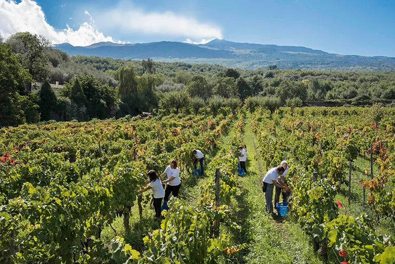 Donnafugata Abaugebiet Etna